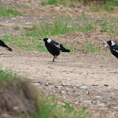 Gymnorhina tibicen (Australian Magpie) at Killara, VIC - 23 Nov 2024 by KylieWaldon