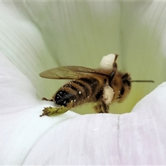 Unidentified Bee (Hymenoptera, Apiformes) at Killara, VIC - 23 Nov 2024 by KylieWaldon