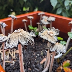 Coprinellus etc. (An Inkcap) at Holder, ACT - 30 Nov 2024 by Miranda