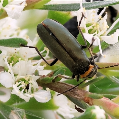 Chauliognathus lugubris (Plague Soldier Beetle) at Killara, VIC - 24 Nov 2024 by KylieWaldon