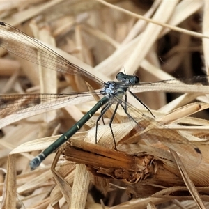 Austroargiolestes icteromelas at Killara, VIC by KylieWaldon