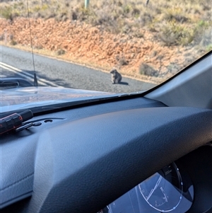 Phascolarctos cinereus (Koala) at Numeralla, NSW by MPennay