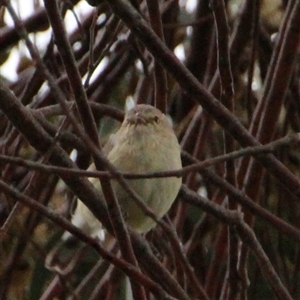 Smicrornis brevirostris (Weebill) at Higgins, ACT by Jennybach