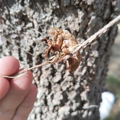 Psaltoda moerens (Redeye cicada) at Evatt, ACT - 28 Nov 2024 by rbannister