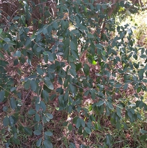 Cotoneaster glaucophyllus (Cotoneaster) at Evatt, ACT by rbannister