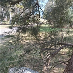 Casuarina cunninghamiana subsp. cunninghamiana (River She-Oak, River Oak) at Evatt, ACT - 27 Nov 2024 by rbannister