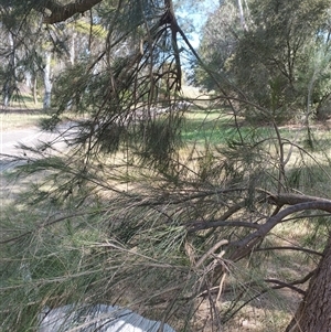 Casuarina cunninghamiana subsp. cunninghamiana (River She-Oak, River Oak) at Evatt, ACT by rbannister