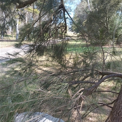 Casuarina cunninghamiana subsp. cunninghamiana (River She-Oak, River Oak) at Evatt, ACT - 28 Nov 2024 by rbannister