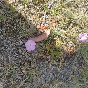 Convolvulus angustissimus subsp. angustissimus (Australian Bindweed) at Evatt, ACT by rbannister