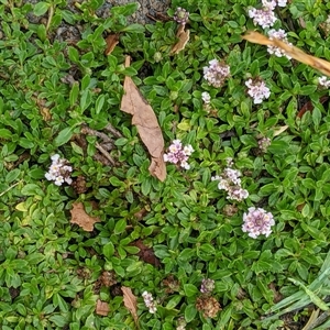 Phyla canescens at Scullin, ACT - 30 Nov 2024