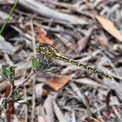 Austrogomphus guerini (Yellow-striped Hunter) at Bombay, NSW - 28 Nov 2024 by MatthewFrawley