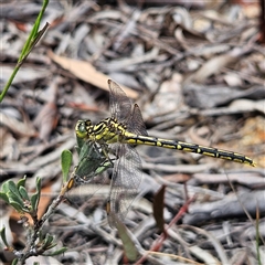 Austrogomphus guerini at Bombay, NSW - 28 Nov 2024 01:15 PM