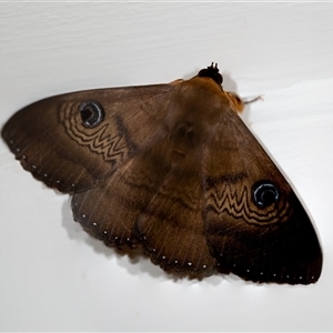 Dasypodia selenophora (Southern old lady moth) at Wallaroo, NSW by Jek