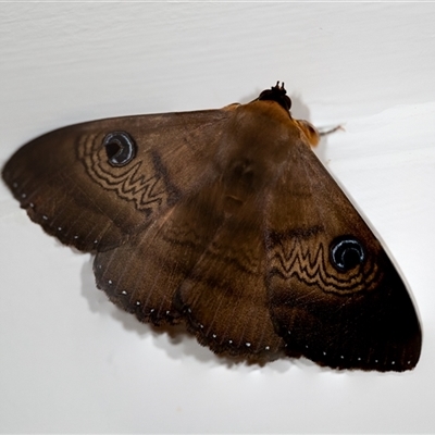 Dasypodia selenophora (Southern old lady moth) at Wallaroo, NSW - 29 Nov 2024 by Jek