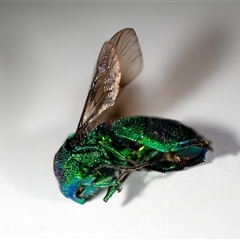 Chrysididae (family) (Cuckoo wasp or Emerald wasp) at Wallaroo, NSW - 30 Nov 2024 by Jek