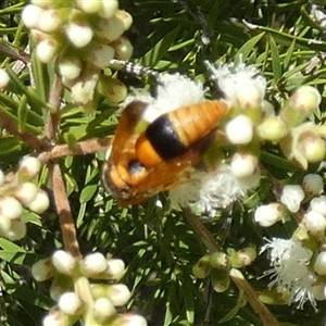 Unidentified Flower wasp (Scoliidae or Tiphiidae) at Murga, NSW by Paul4K