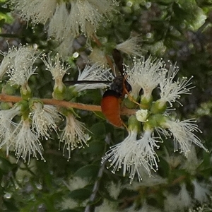 Unidentified Flower wasp (Scoliidae or Tiphiidae) at Murga, NSW by Paul4K