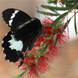 Papilio aegeus at Higgins, ACT - 31 Jan 2017 07:50 AM