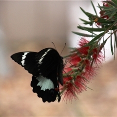 Papilio aegeus at Higgins, ACT - 31 Jan 2017 07:50 AM