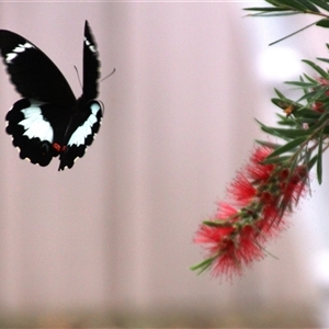 Papilio aegeus at Higgins, ACT - 31 Jan 2017 07:50 AM