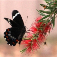 Papilio aegeus at Higgins, ACT - 31 Jan 2017 07:50 AM