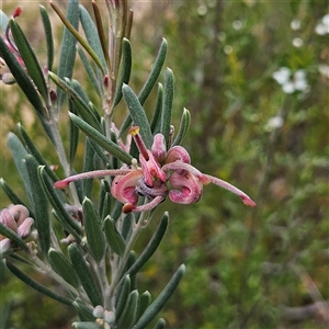 Grevillea arenaria subsp. arenaria (Nepean Spider Flower) at Bombay, NSW by MatthewFrawley