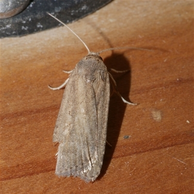 Athetis tenuis (Plain Tenuis Moth) at Freshwater Creek, VIC - 19 May 2020 by WendyEM