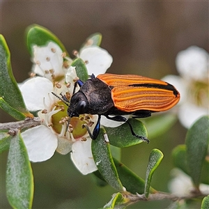 Castiarina erythroptera at Bombay, NSW - 28 Nov 2024 01:22 PM