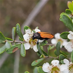 Castiarina erythroptera at Bombay, NSW - 28 Nov 2024