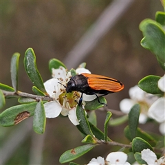 Castiarina erythroptera at Bombay, NSW - 28 Nov 2024