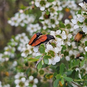 Castiarina erythroptera at Bombay, NSW - 28 Nov 2024 01:22 PM