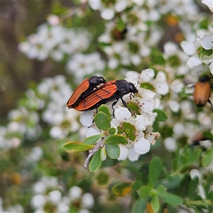 Castiarina erythroptera at Bombay, NSW - 28 Nov 2024 01:22 PM