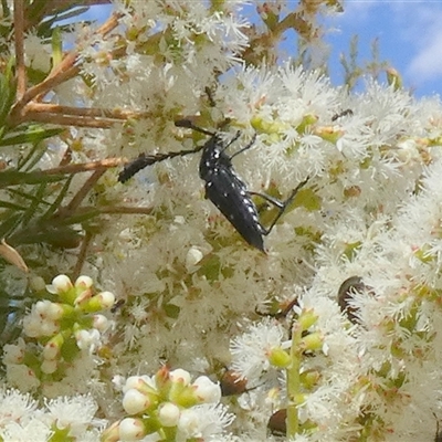 Distichocera thomsonella by Paul4K