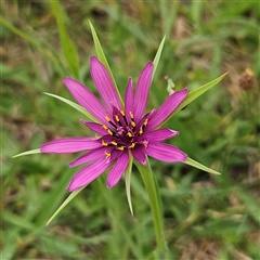 Tragopogon porrifolius (Salsify, Oyster Plant) at Braidwood, NSW - 28 Nov 2024 by MatthewFrawley