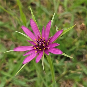 Tragopogon porrifolius at Braidwood, NSW - 29 Nov 2024 09:02 AM