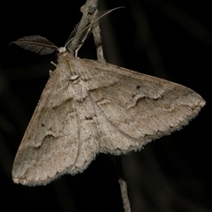 Syneora fractata (Ennominae) at Freshwater Creek, VIC - 20 May 2020 by WendyEM