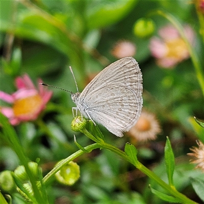 Zizina otis (Common Grass-Blue) at Braidwood, NSW - 29 Nov 2024 by MatthewFrawley