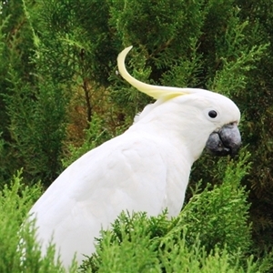 Cacatua galerita at Higgins, ACT - 31 Jan 2017 09:08 AM