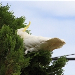 Cacatua galerita at Higgins, ACT - 31 Jan 2017 09:08 AM