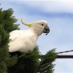 Cacatua galerita at Higgins, ACT - 31 Jan 2017 09:08 AM