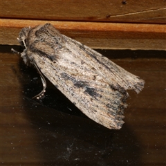 Leucania obumbrata (Lesser Armyworm) at Freshwater Creek, VIC - 20 May 2020 by WendyEM