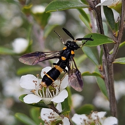 Pterygophorus cinctus (Bottlebrush sawfly) at Bombay, NSW - 28 Nov 2024 by MatthewFrawley