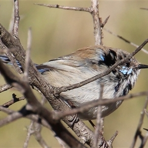 Malurus cyaneus (Superb Fairywren) at Yarralumla, ACT by Jennybach