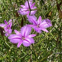 Thysanotus dichotomus (Branching Fringe Lily) at Hovea, WA - 4 Nov 2024 by AnneG1