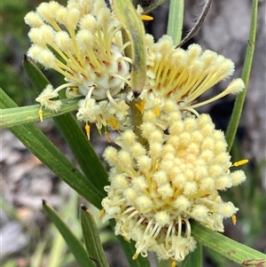 Isopogon sphaerocephalus subsp. sphaerocephalus at Hovea, WA - 4 Nov 2024 11:59 AM