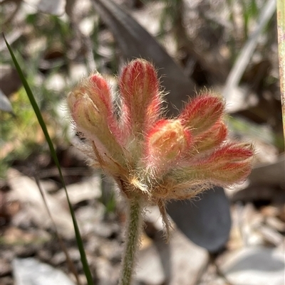 Conostylis setosa at Hovea, WA - 4 Nov 2024 by AnneG1