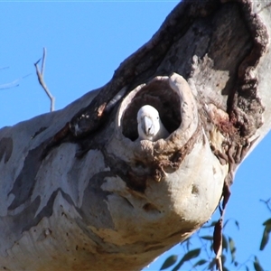 Cacatua galerita (Sulphur-crested Cockatoo) at Cook, ACT by Jennybach