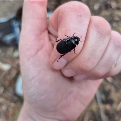 Unidentified Scarab beetle (Scarabaeidae) at Bungendore, NSW - 29 Nov 2024 by clarehoneydove