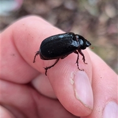 Melolonthinae (subfamily) at Bungendore, NSW - suppressed