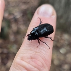 Melolonthinae (subfamily) at Bungendore, NSW - suppressed